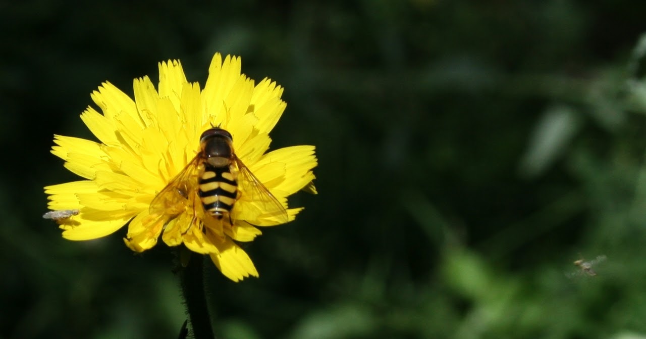 Descripción de la foto: Abeja posada sobre una flor amarilla. El fondo es verde y desenfocado.
