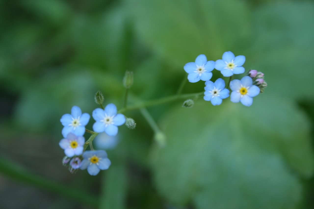 Descripción de la foto: Flores azules sobre un fondo de hojas verdes. El azul es pálido, y los centros de las flores son o blancos o amarillos.