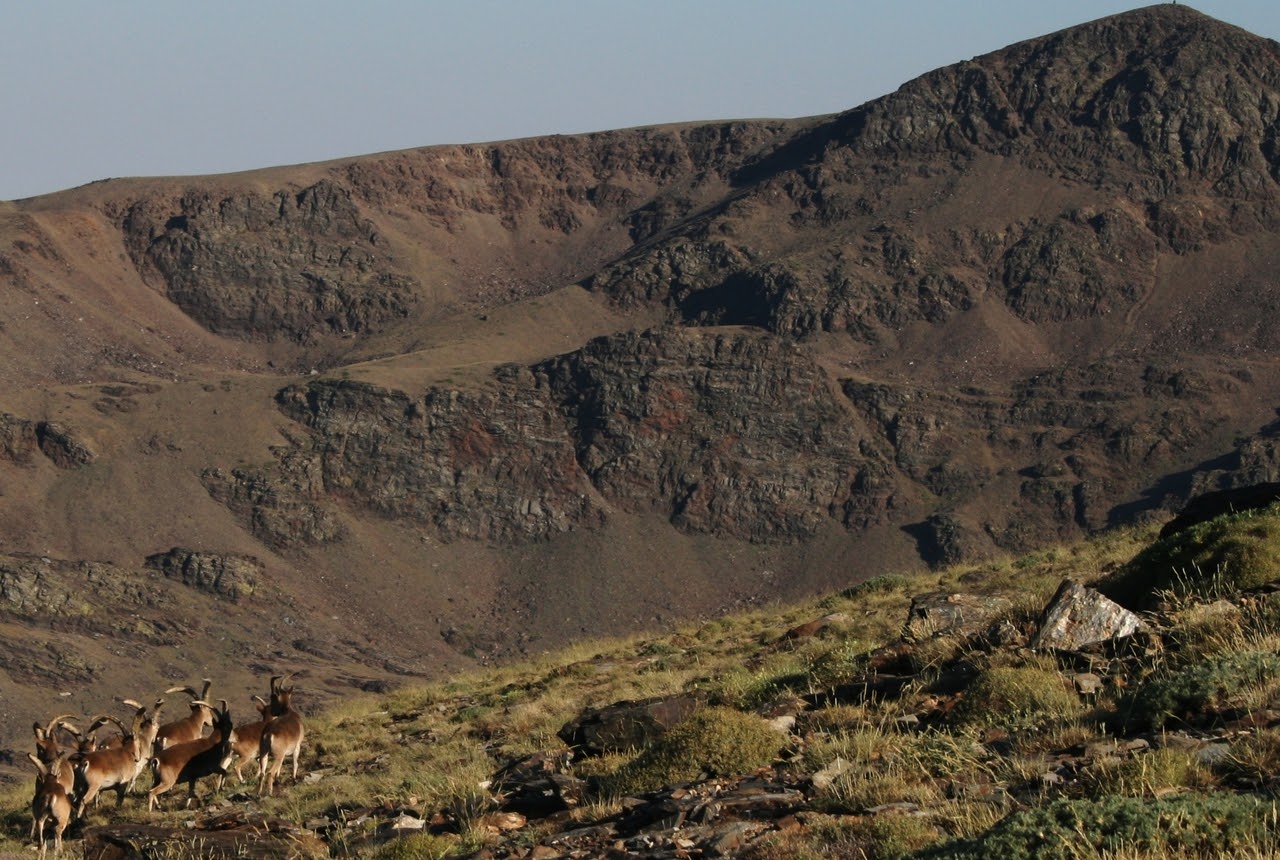 Unas nueve cabras monteses en los picos de Sierra Nevada. Al fondo, un gran pico de más de 3000 metros.