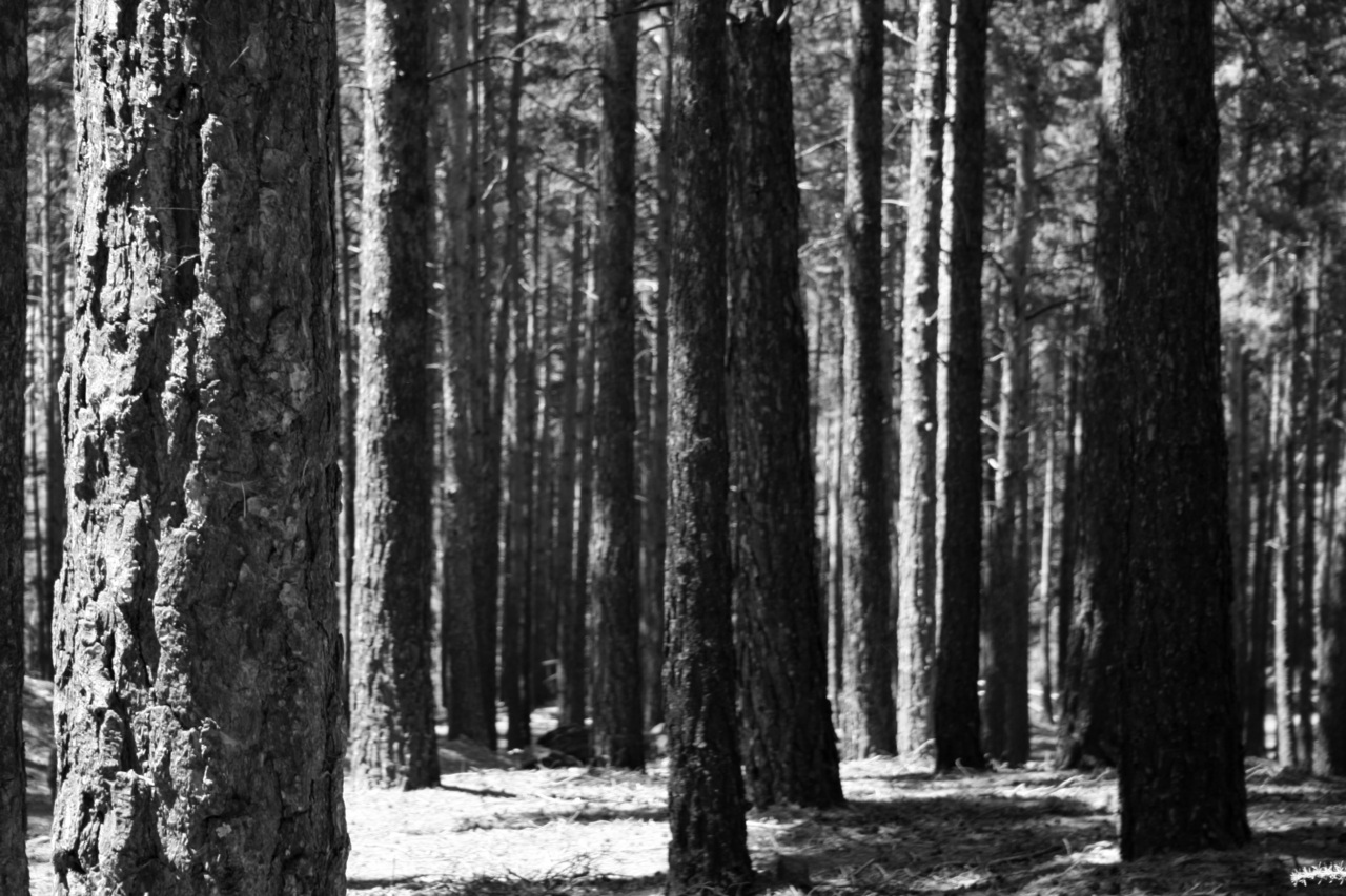 Black and white forest of pines. Only trunks are seen, showing multiple ways to choose.