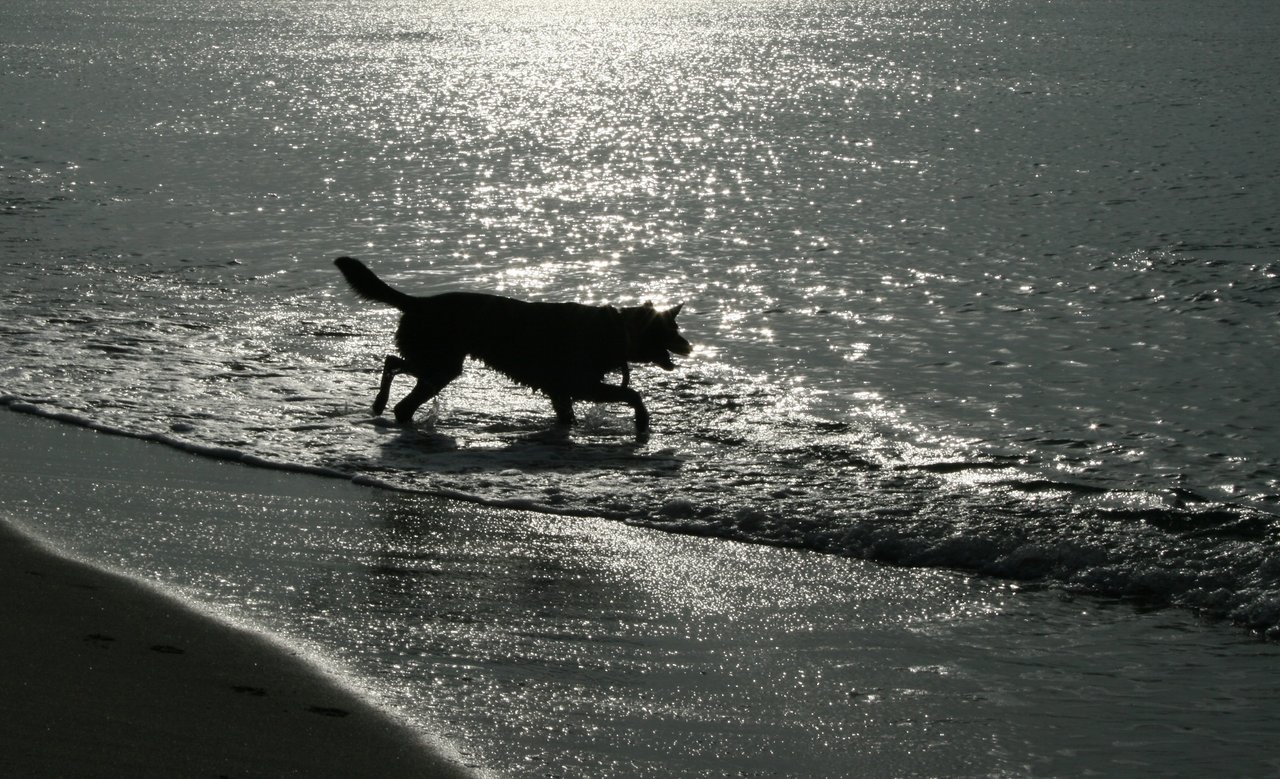 Photo description: a wolf-like dog going into the sea