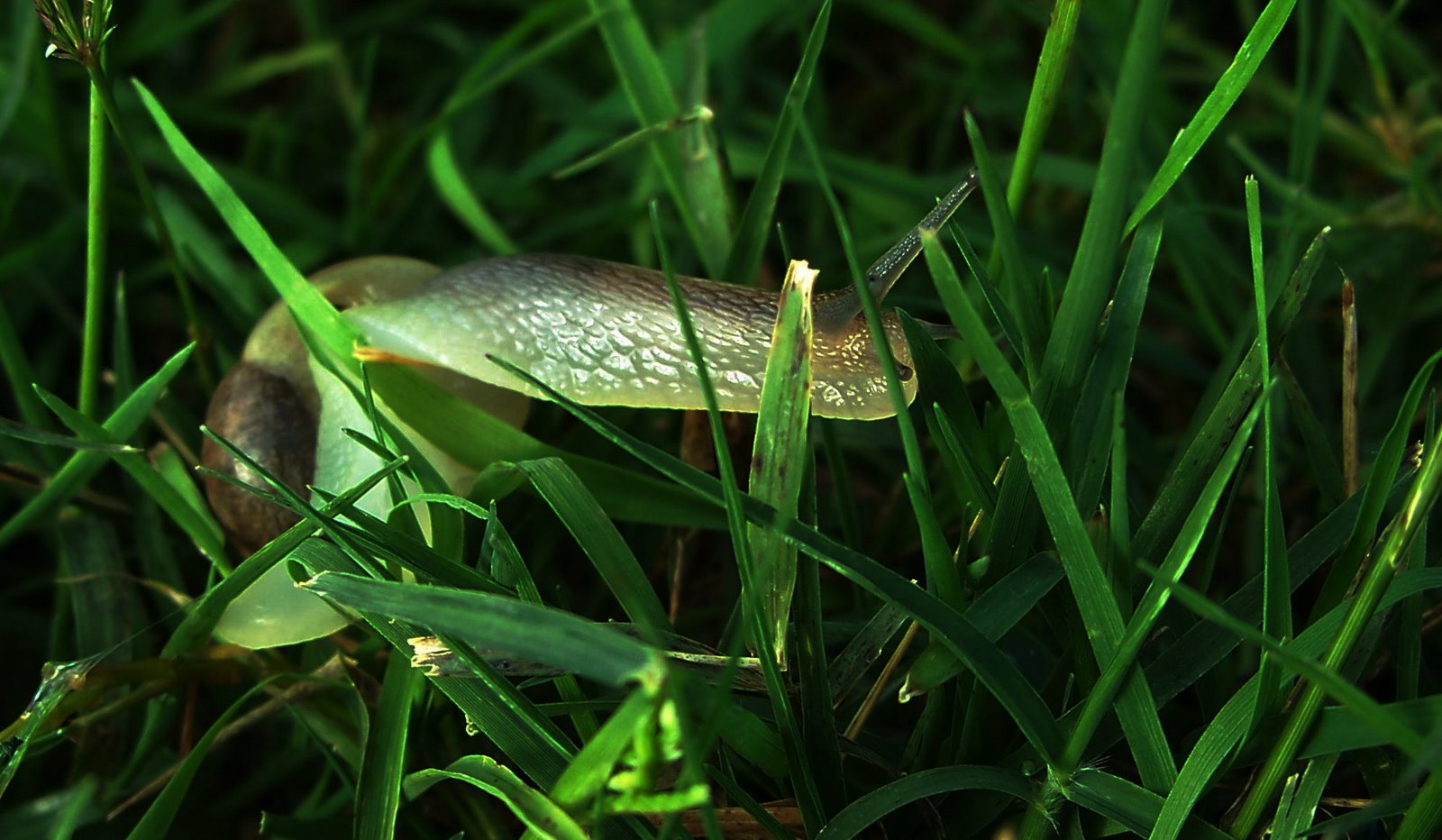 Photo description: snail on the grass