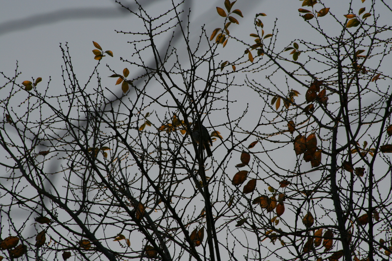 Photo description: A bird on a tree.