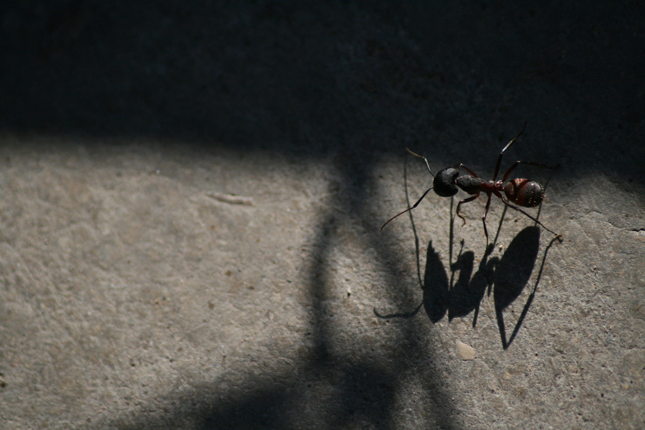 Photo description: An ant walking