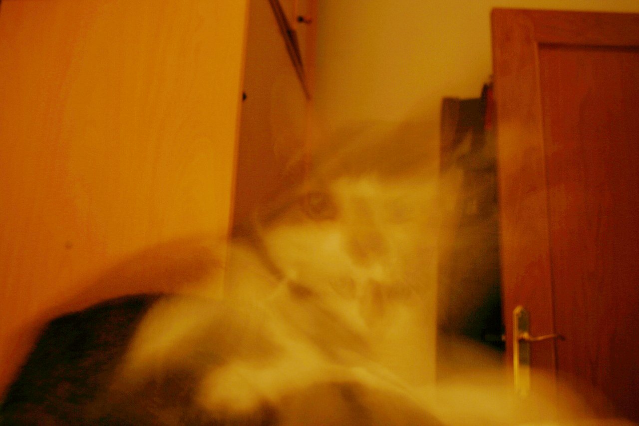 Photo description: Ghost of a cat