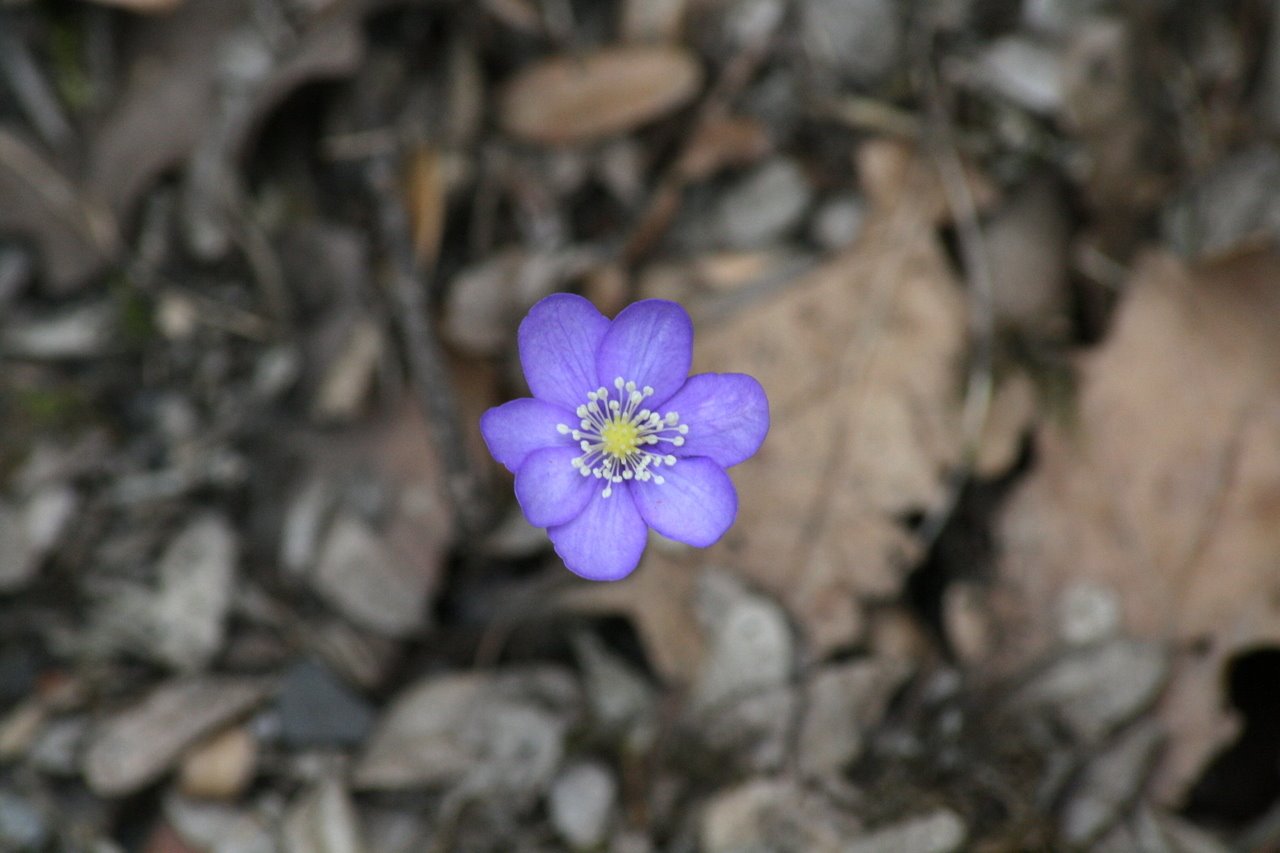 Photo description: Flor lila de siete pétalos.