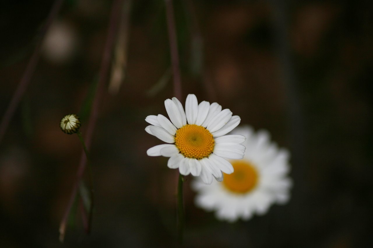 Photo description: Three daisies: one focused in the middle, one blurred on the background, one still to bloom on the foreground.