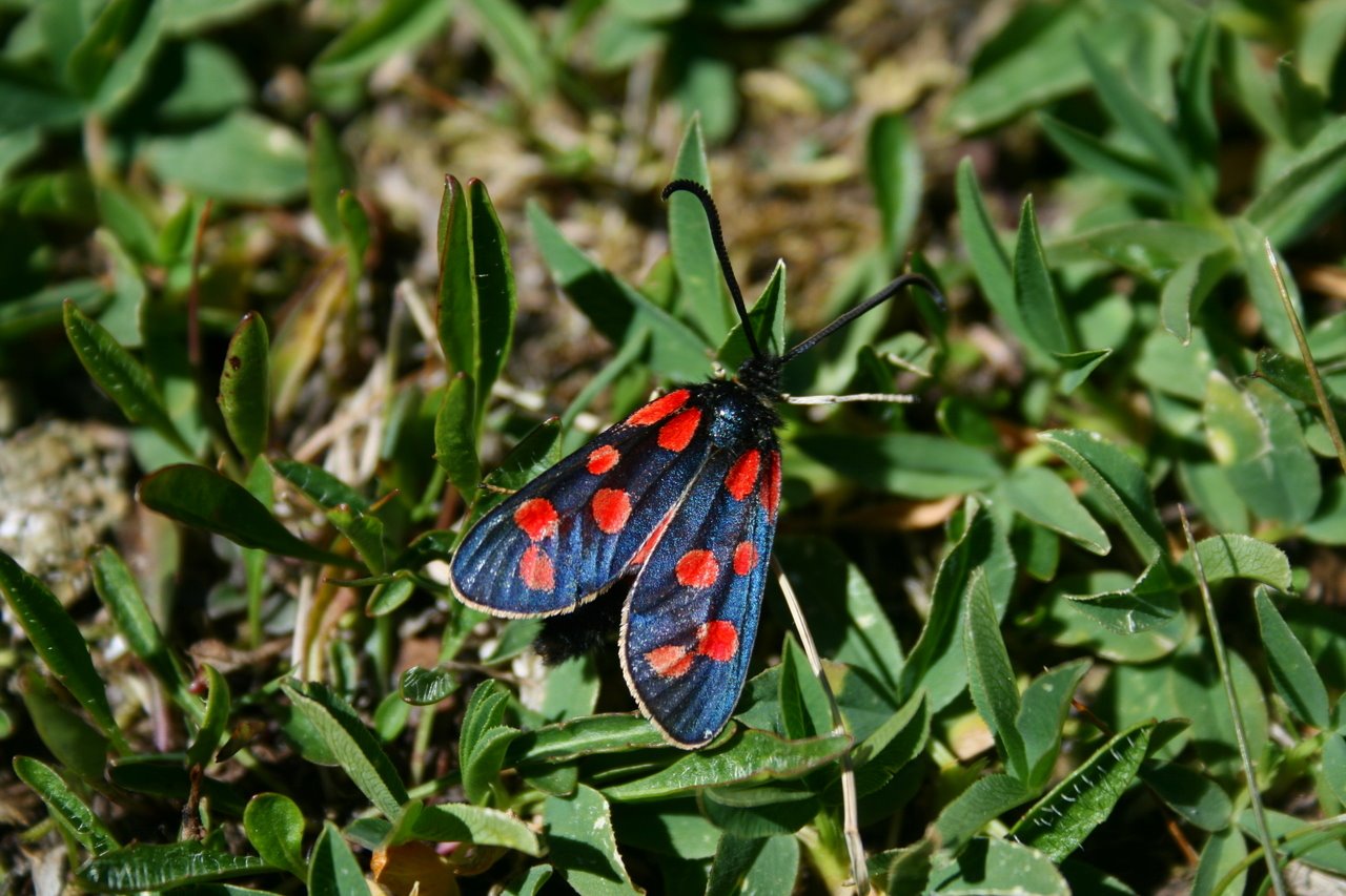Photo description: Polilla con alas negras a topos rojos sobre hierbas verdes.
