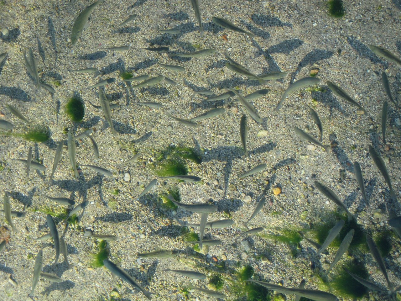 Photo description: Peces en un río.