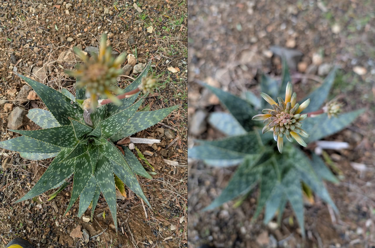 Photo description: Two images of an aloe plant. One has its flower focused and the rest is blurred (representing focus). The other has the flower unfocused but the background is brought into focus (representing awareness).